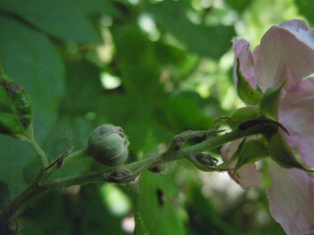 Rubus ulmifolius